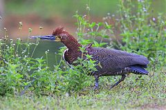 Rufescent Tiger-Heron